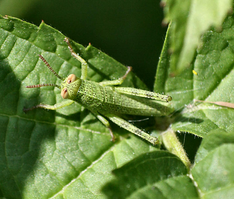 neanide da identificare